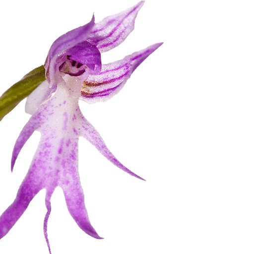 ORCHID LOGO